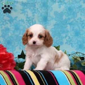 Kory, Cavalier King Charles Mix Puppy